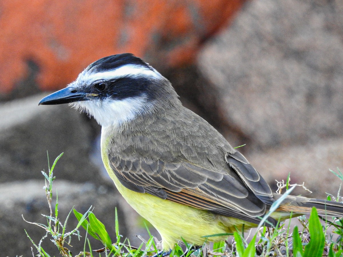 Great Kiskadee - ML620740920