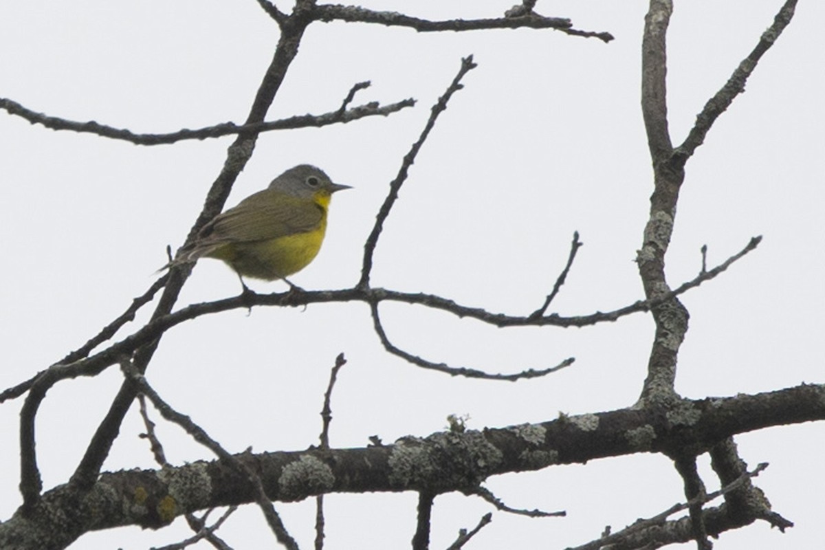 Nashville Warbler - ML620740921