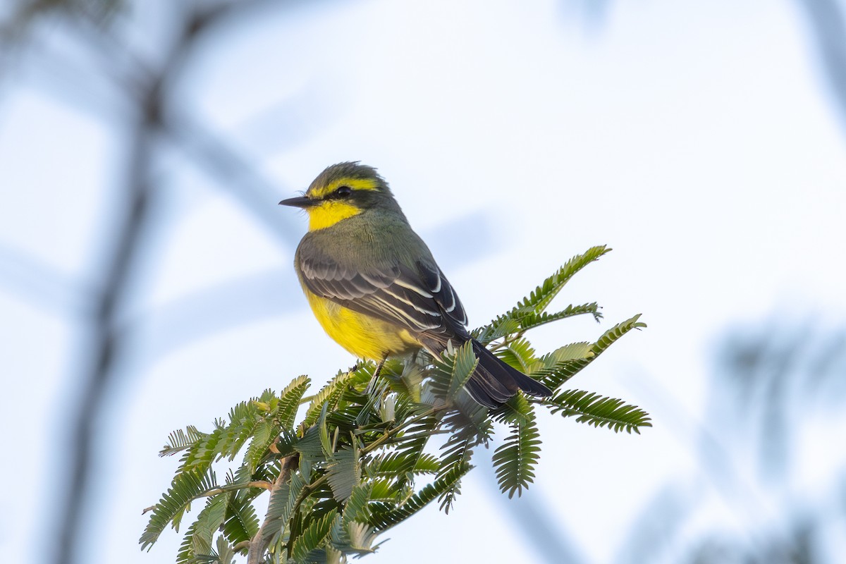 Yellow-browed Tyrant - ML620740922