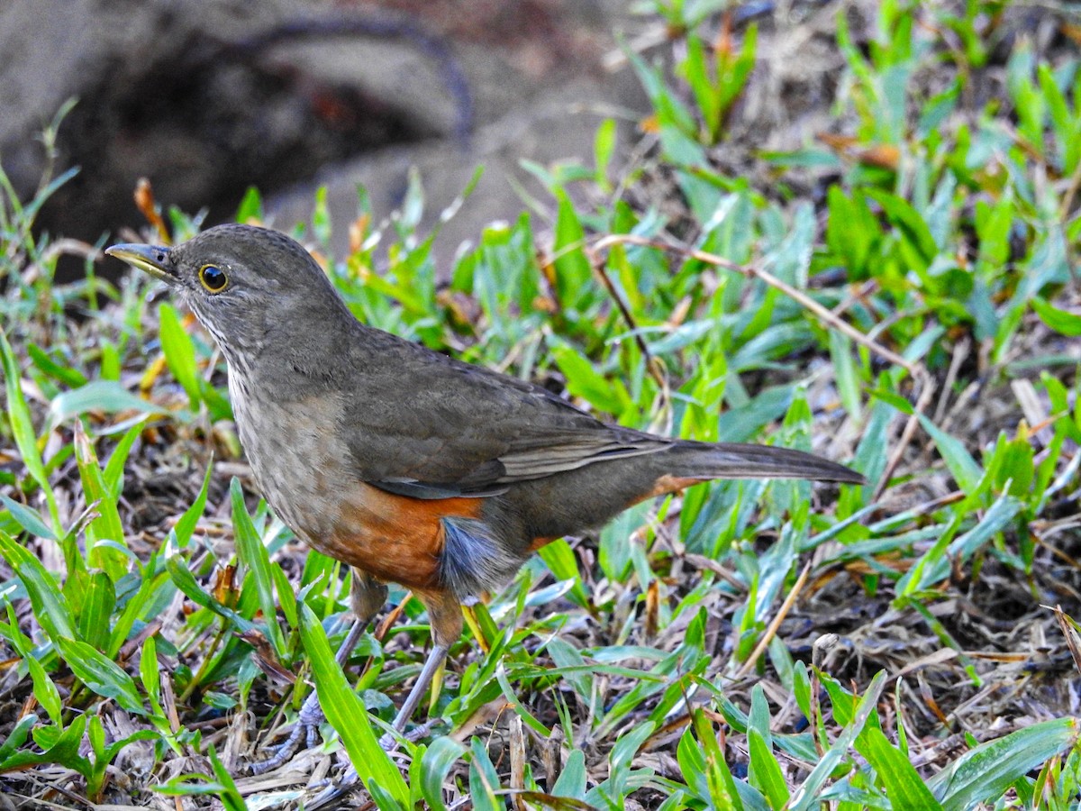 Rufous-bellied Thrush - ML620740924