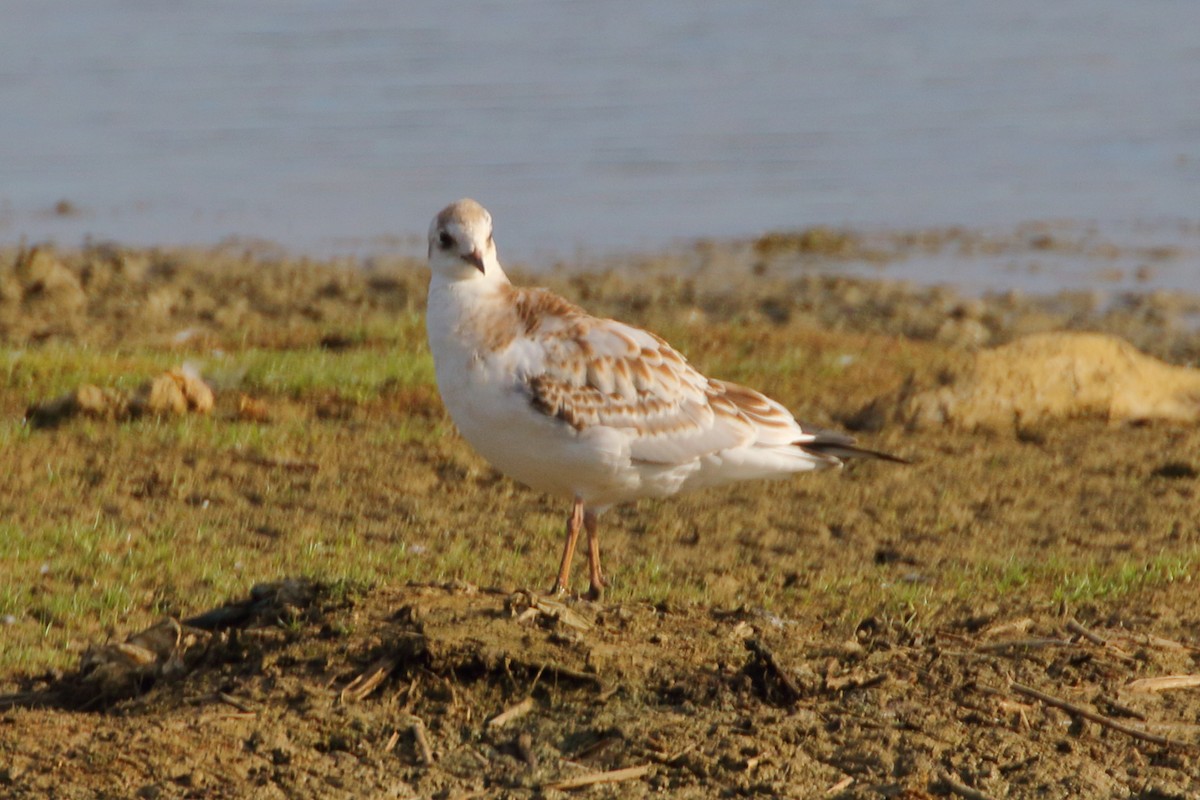 Black-headed Gull - Paul Anderson