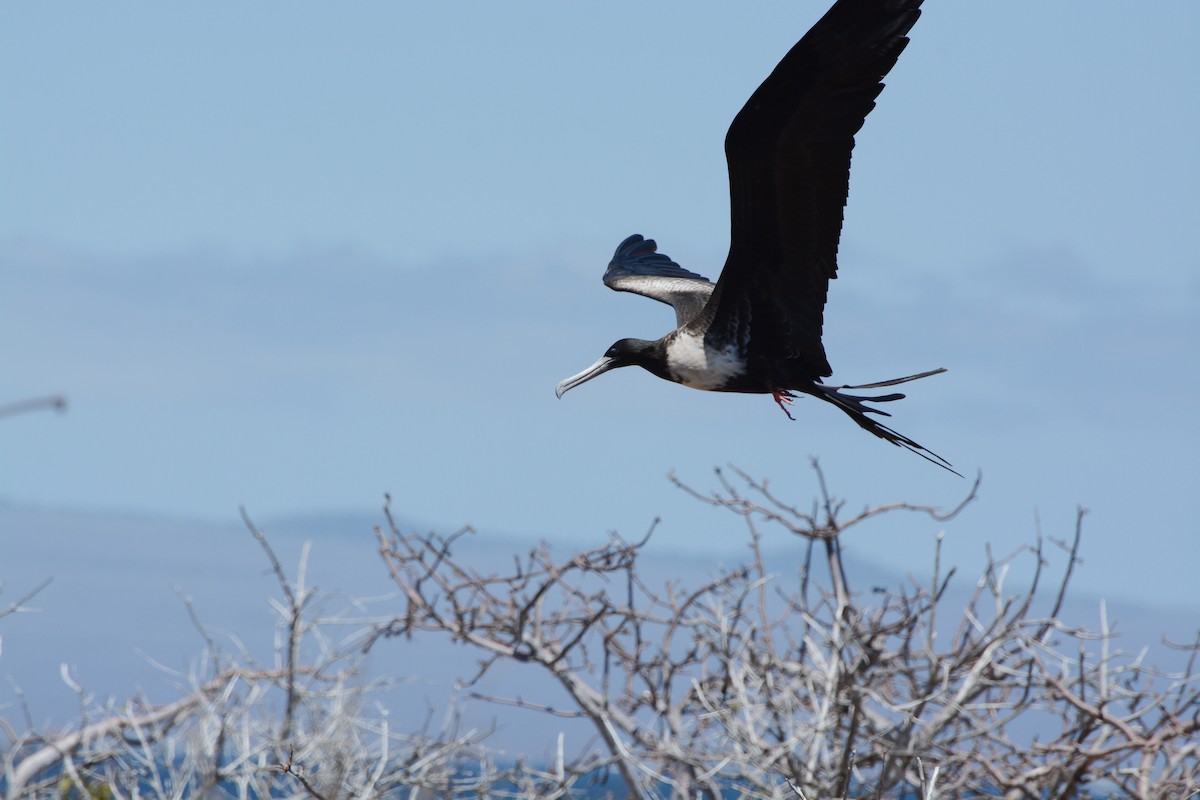 Magnificent Frigatebird - ML620740926