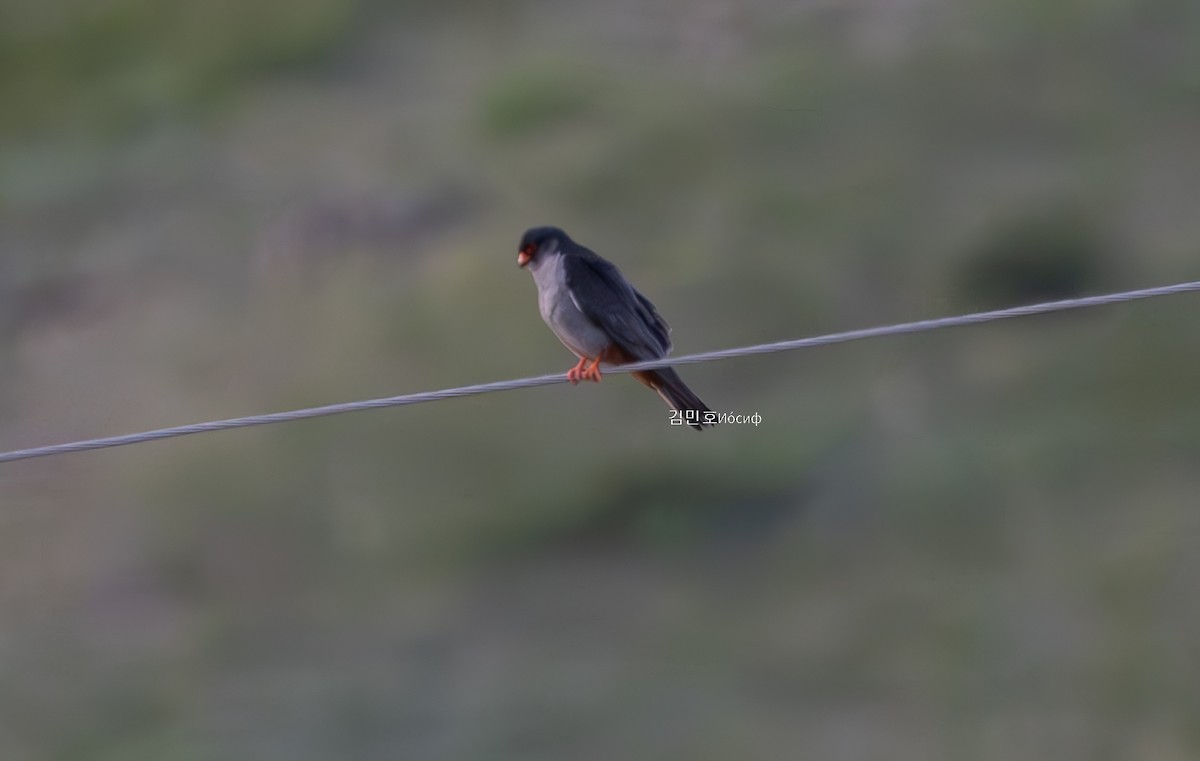 Amur Falcon - Min-Ho Kim