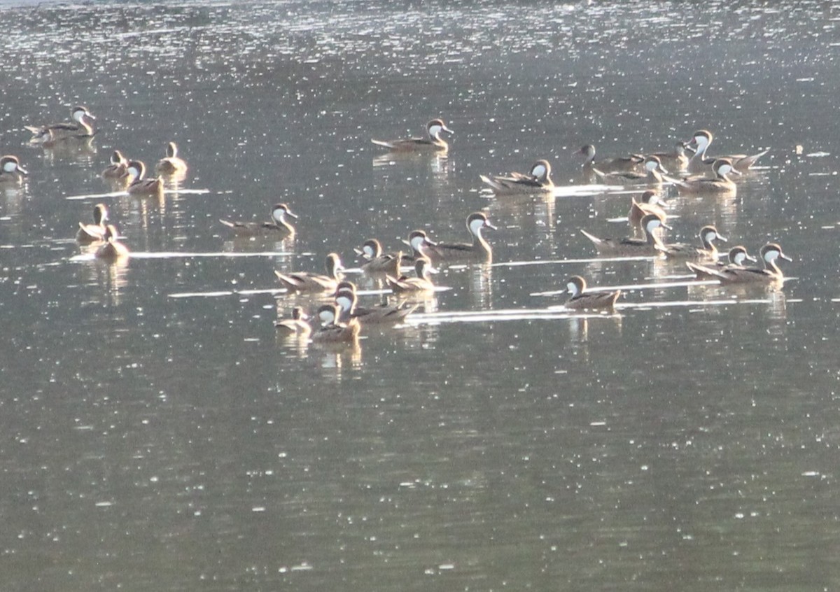 White-cheeked Pintail - ML620740929