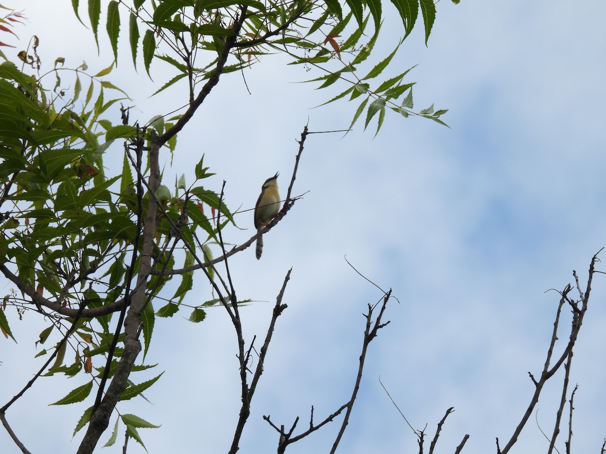 Ashy Prinia - ML620740930