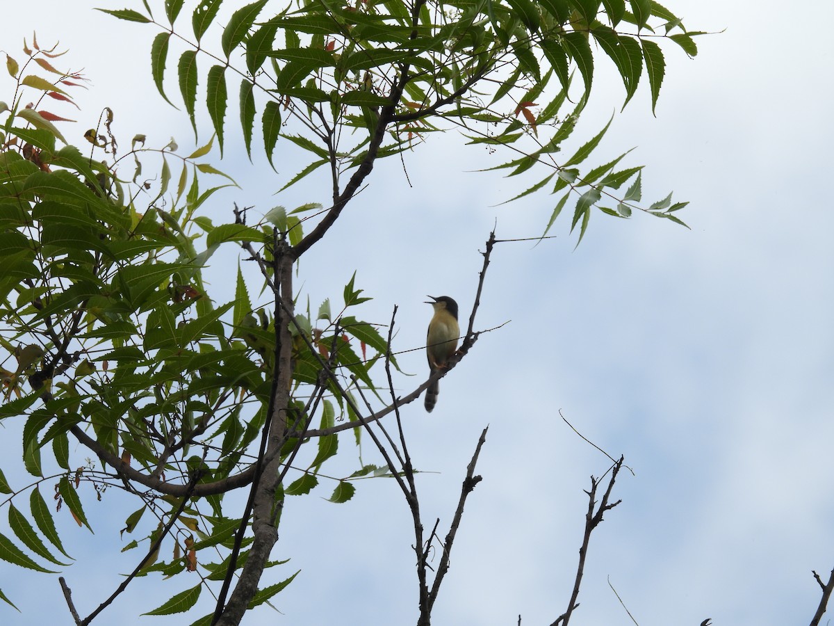 Ashy Prinia - ML620740931