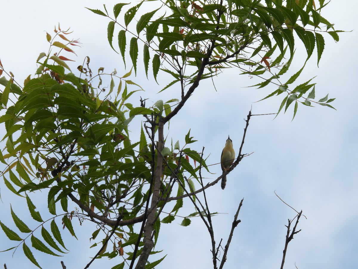 Ashy Prinia - ML620740934