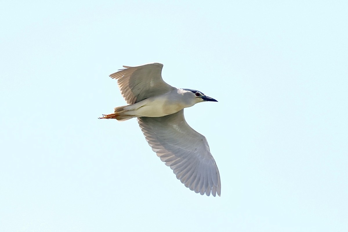 Black-crowned Night Heron - ML620740935