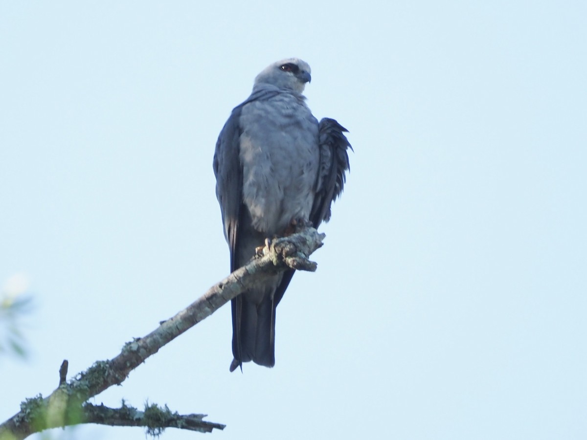 Mississippi Kite - ML620740936