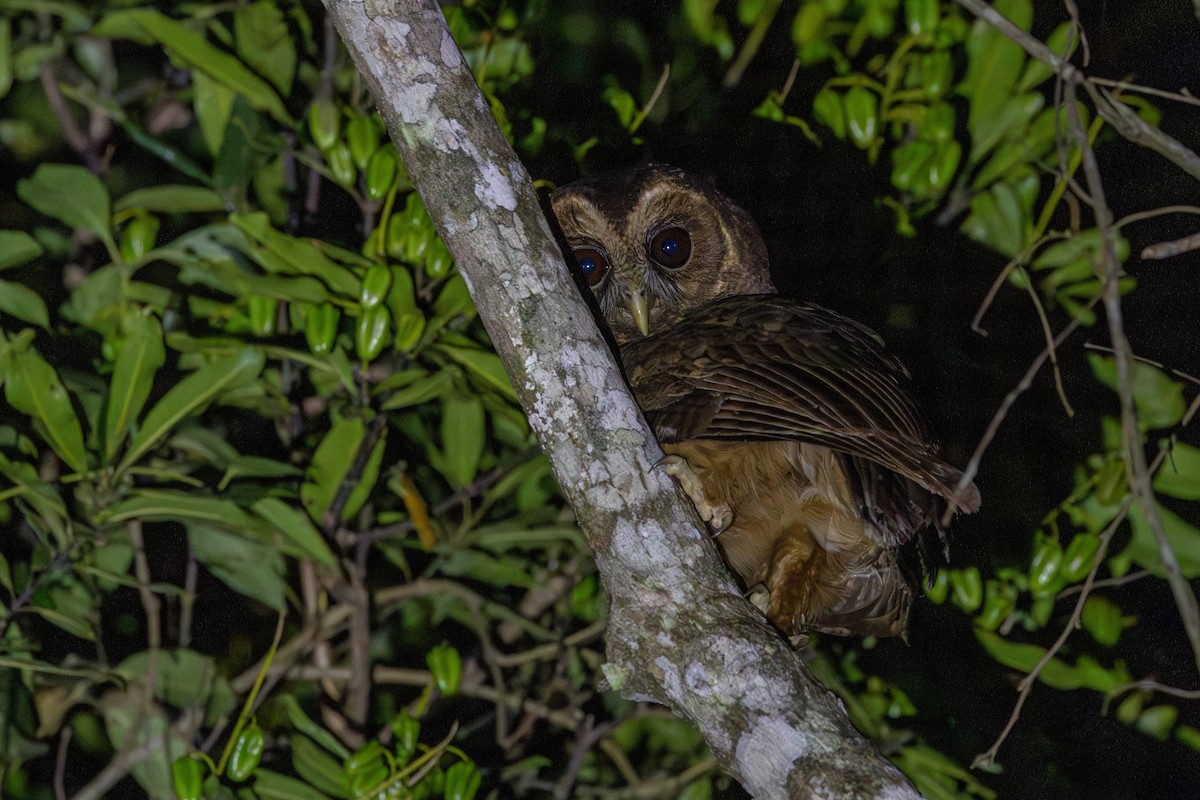 Mottled Owl - ML620740937