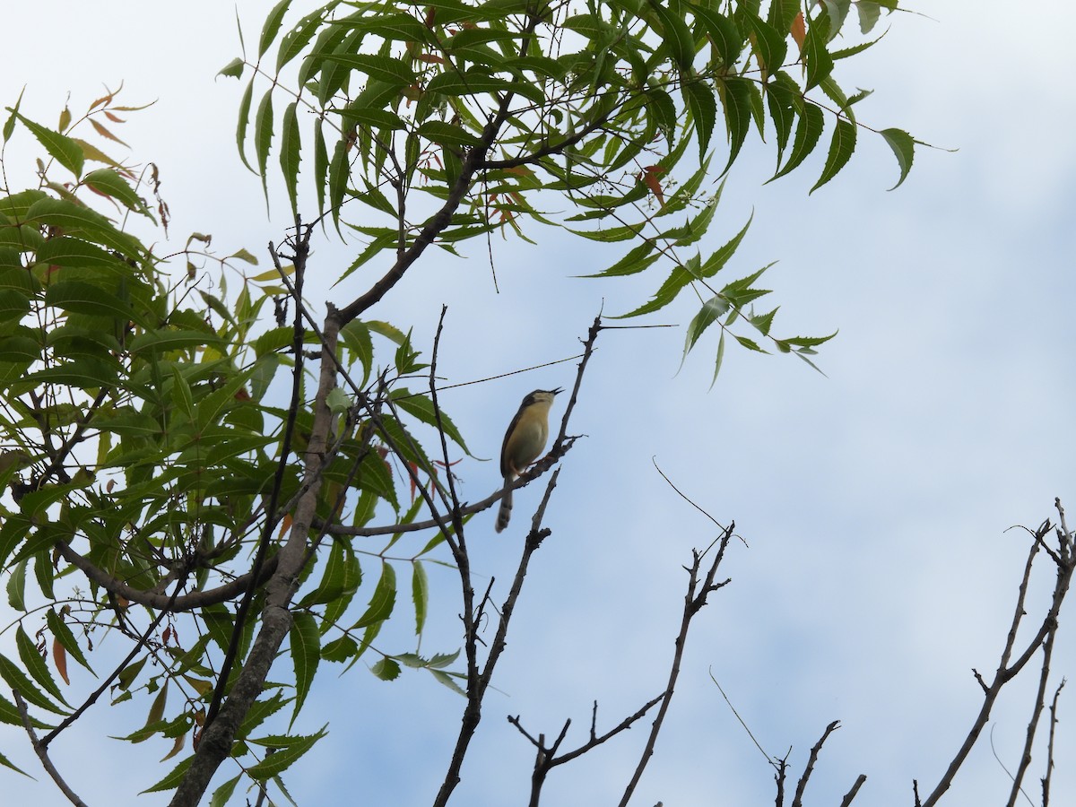 Ashy Prinia - ML620740938