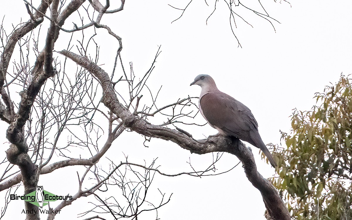 Mountain Imperial-Pigeon - ML620740939