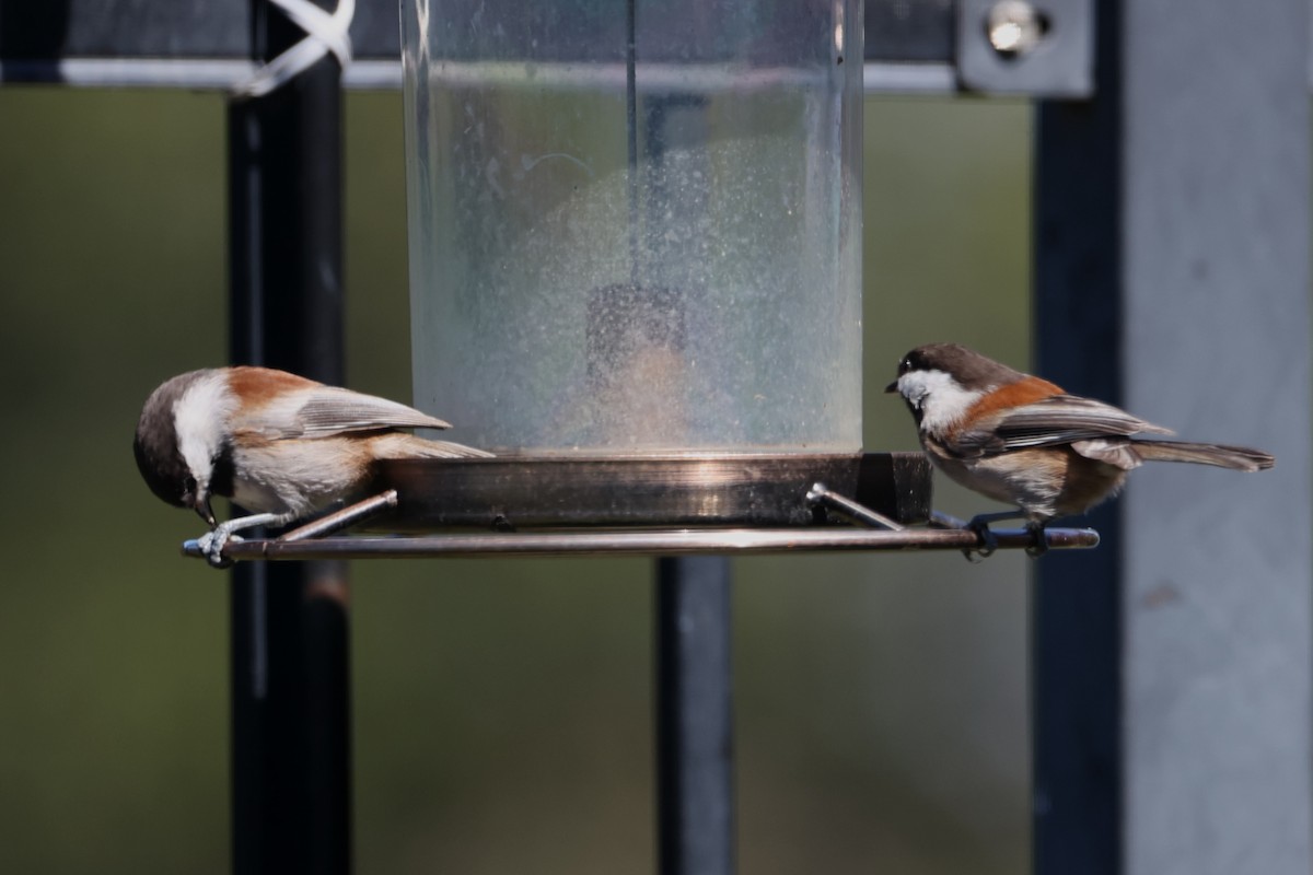 Chestnut-backed Chickadee - ML620740941