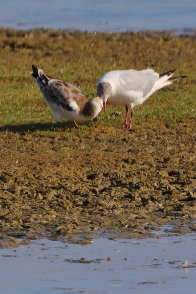 Black-headed Gull - ML620740942