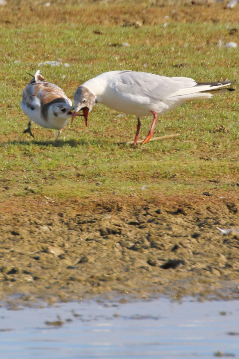 Black-headed Gull - Paul Anderson