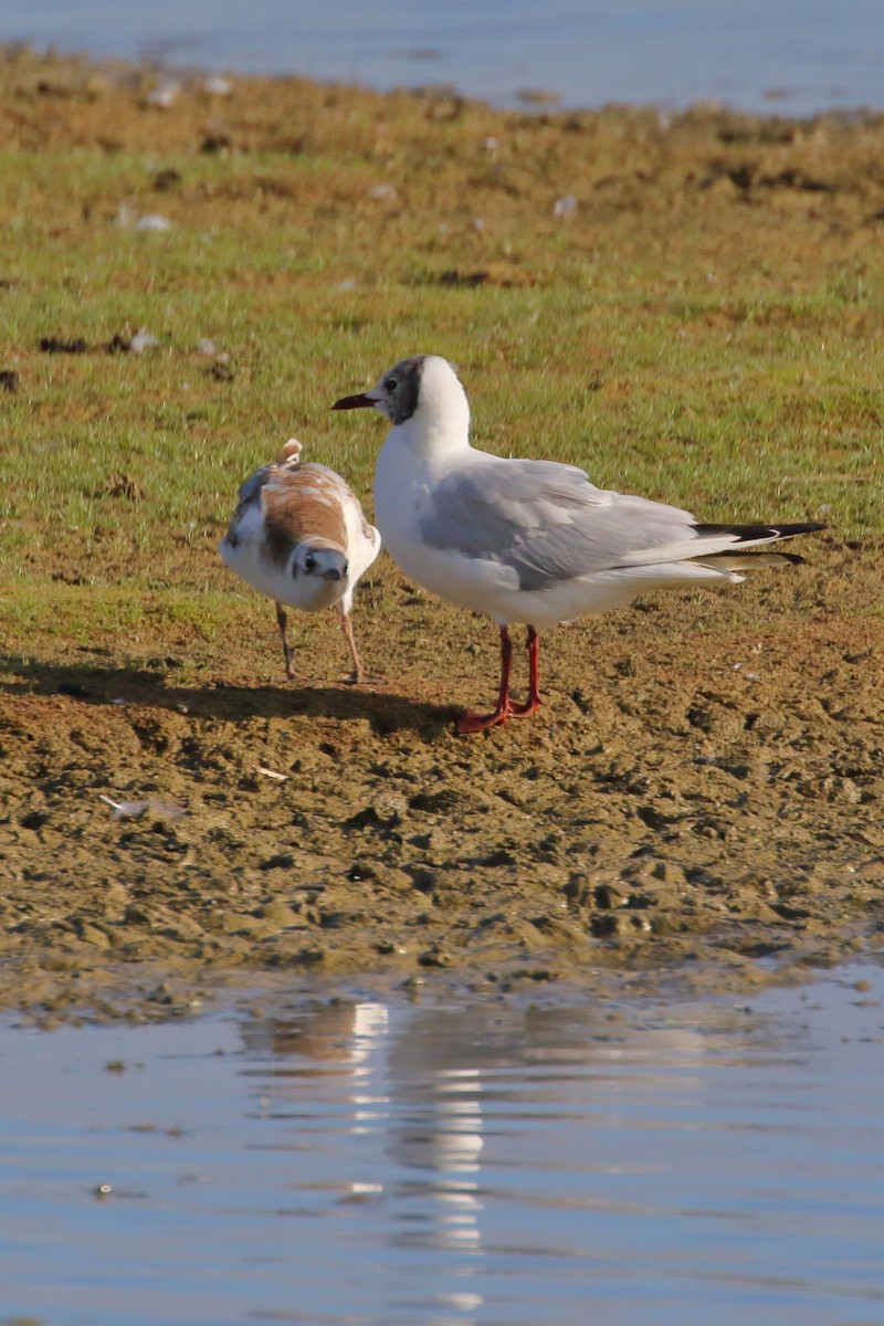 Black-headed Gull - ML620740944