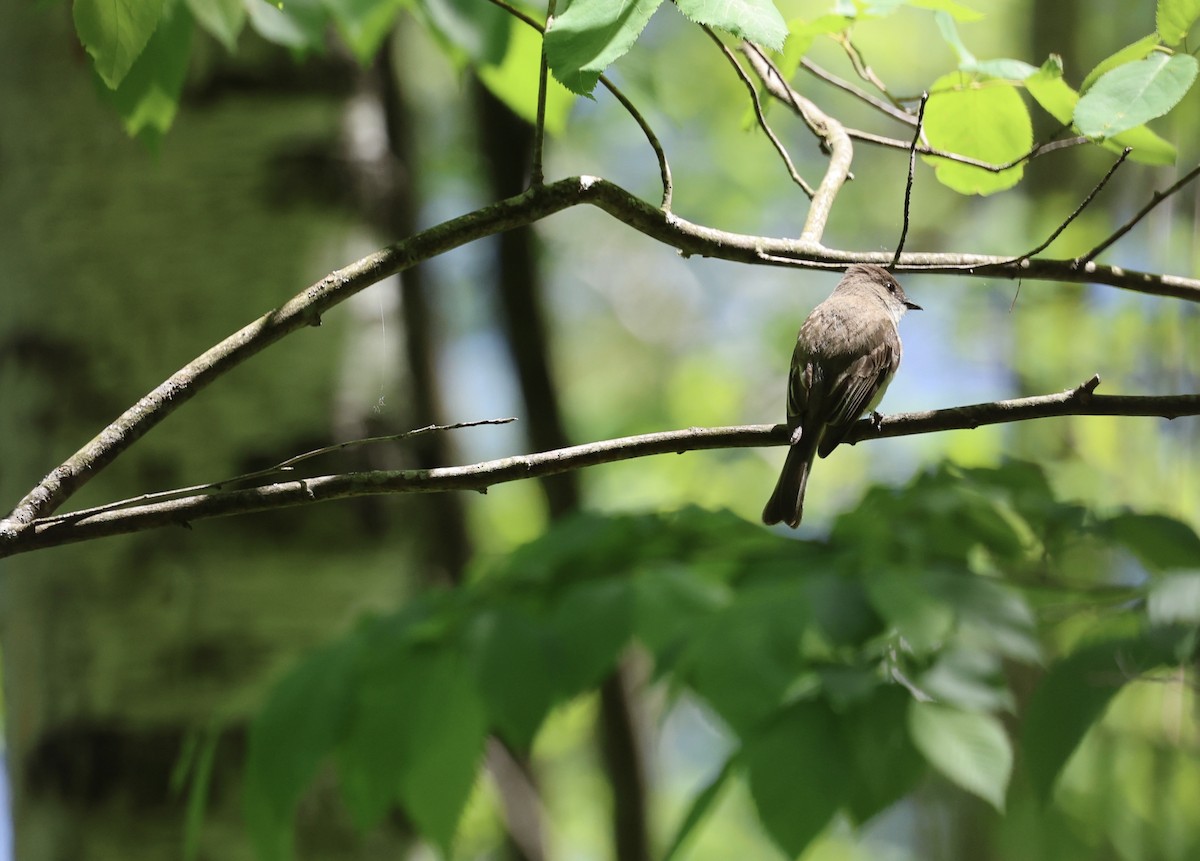 Eastern Phoebe - ML620740945