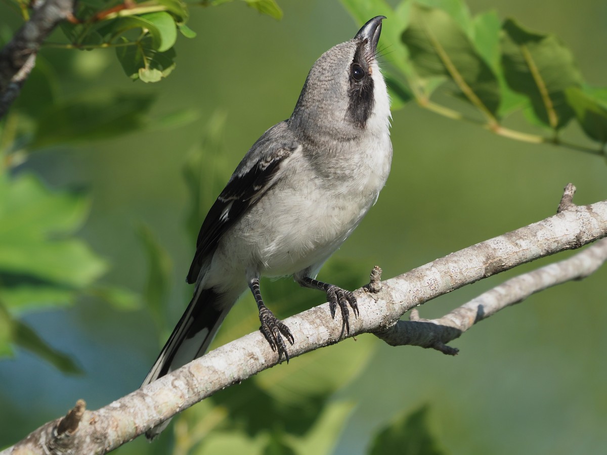 Loggerhead Shrike - Richard Kaskan