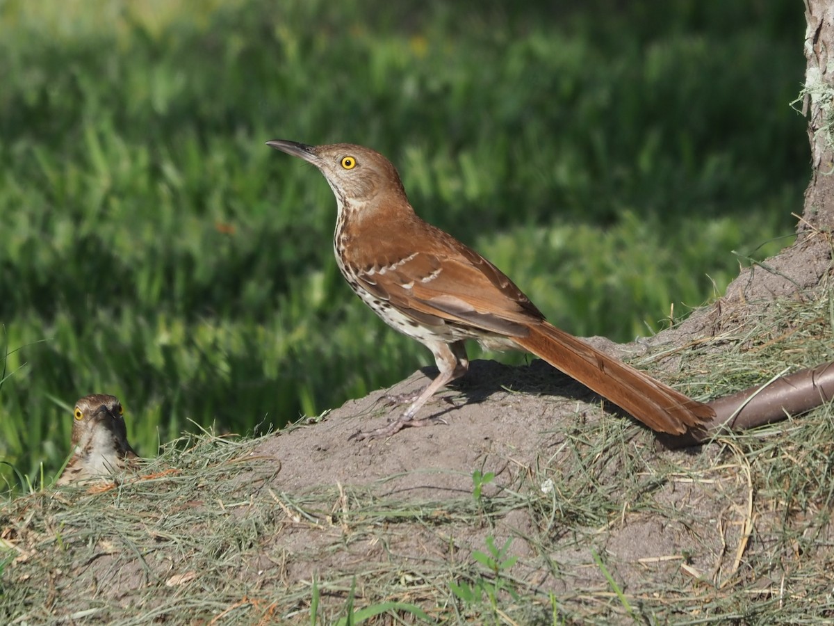 Brown Thrasher - ML620740947