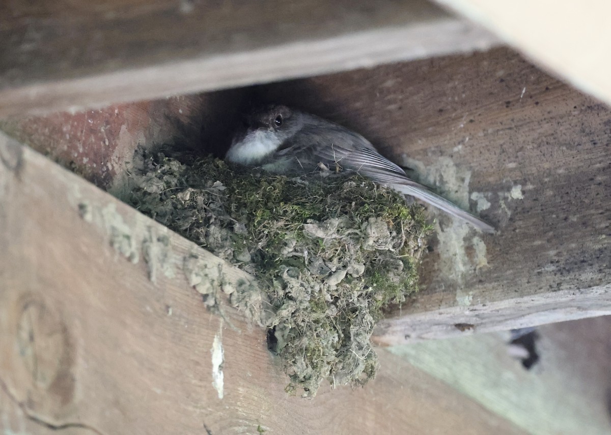 Eastern Phoebe - ML620740950