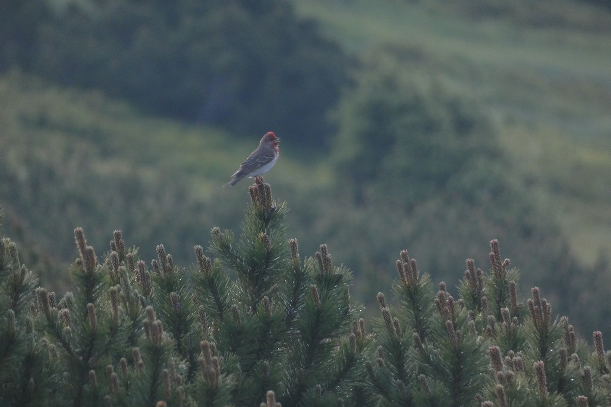 Common Rosefinch - ML620740960