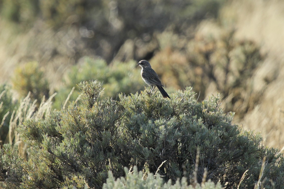 Sagebrush Sparrow - ML620740965