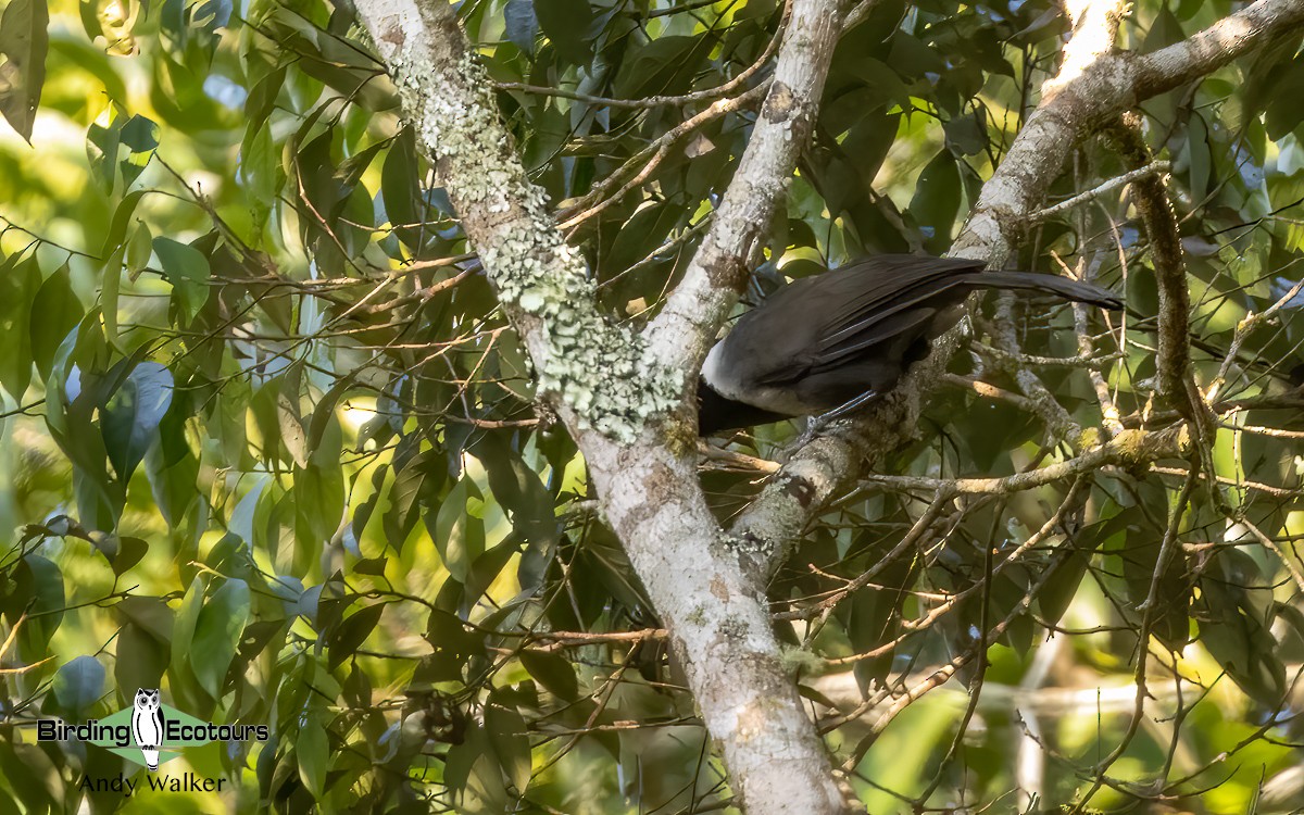 Black-hooded Laughingthrush - ML620740966