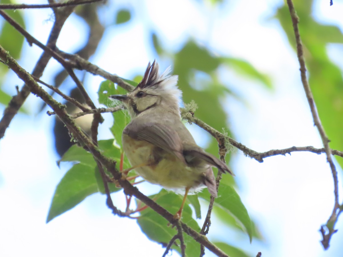 Yuhina de Formosa - ML620740967