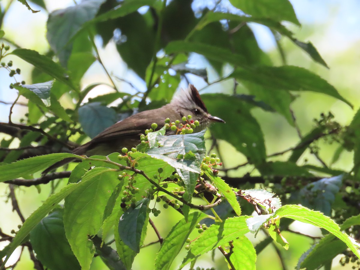 Yuhina de Formosa - ML620740970