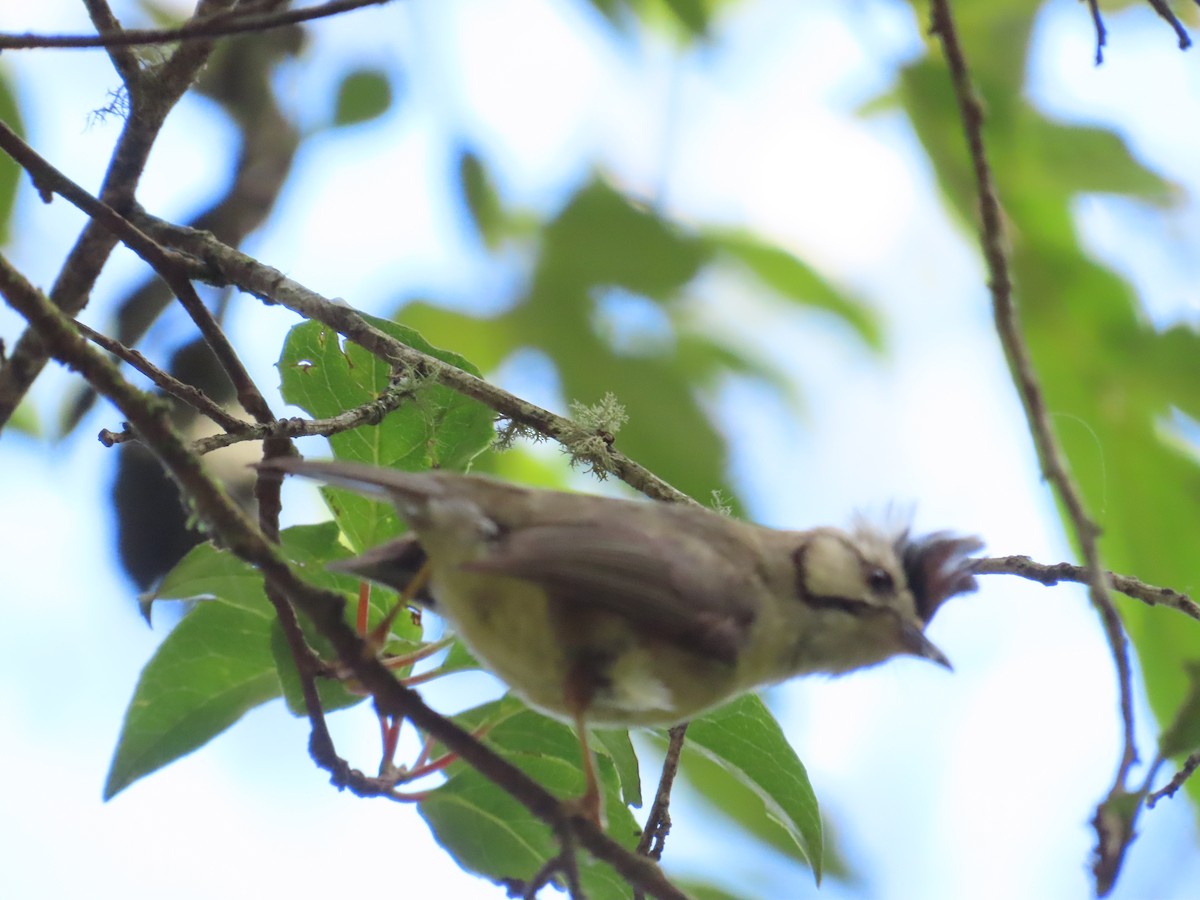 Taiwan Yuhina - ML620740971