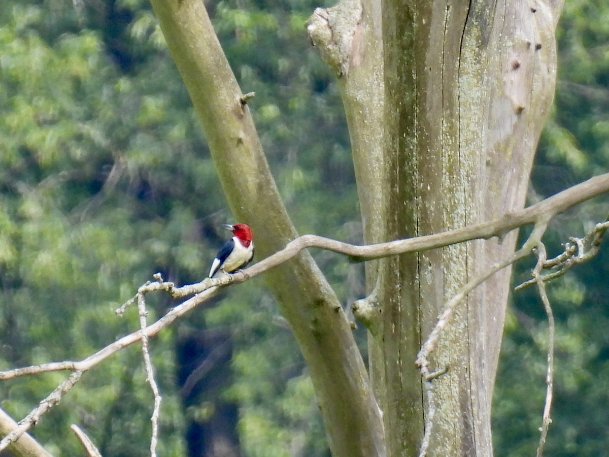 Red-headed Woodpecker - ML620740973