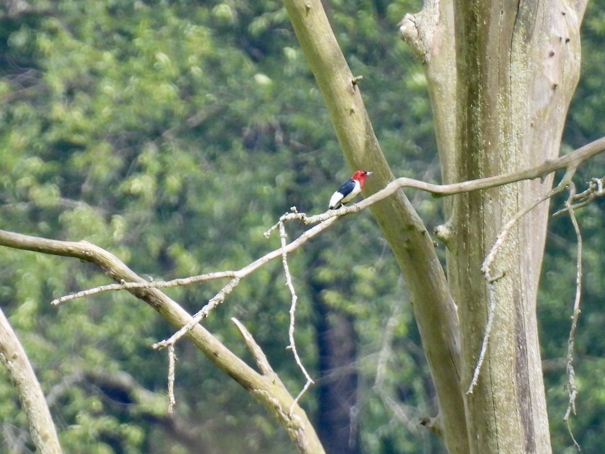 Red-headed Woodpecker - ML620740974