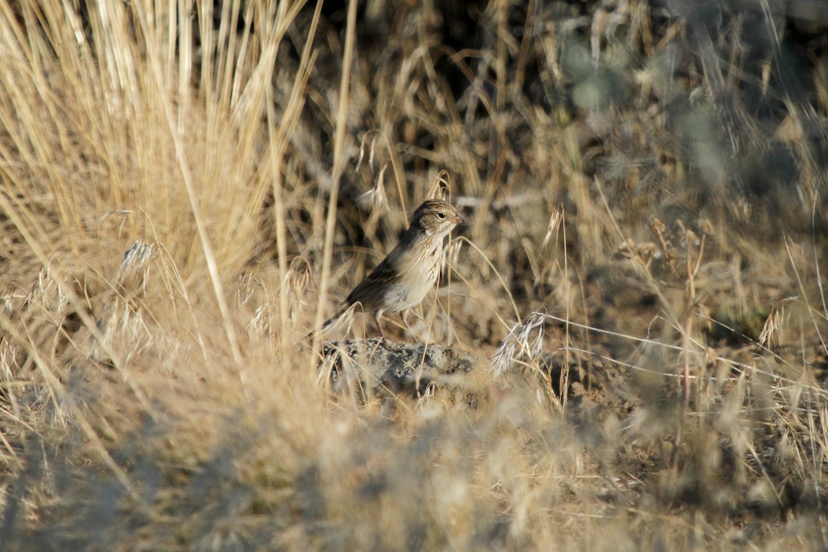 Brewer's Sparrow - ML620740975