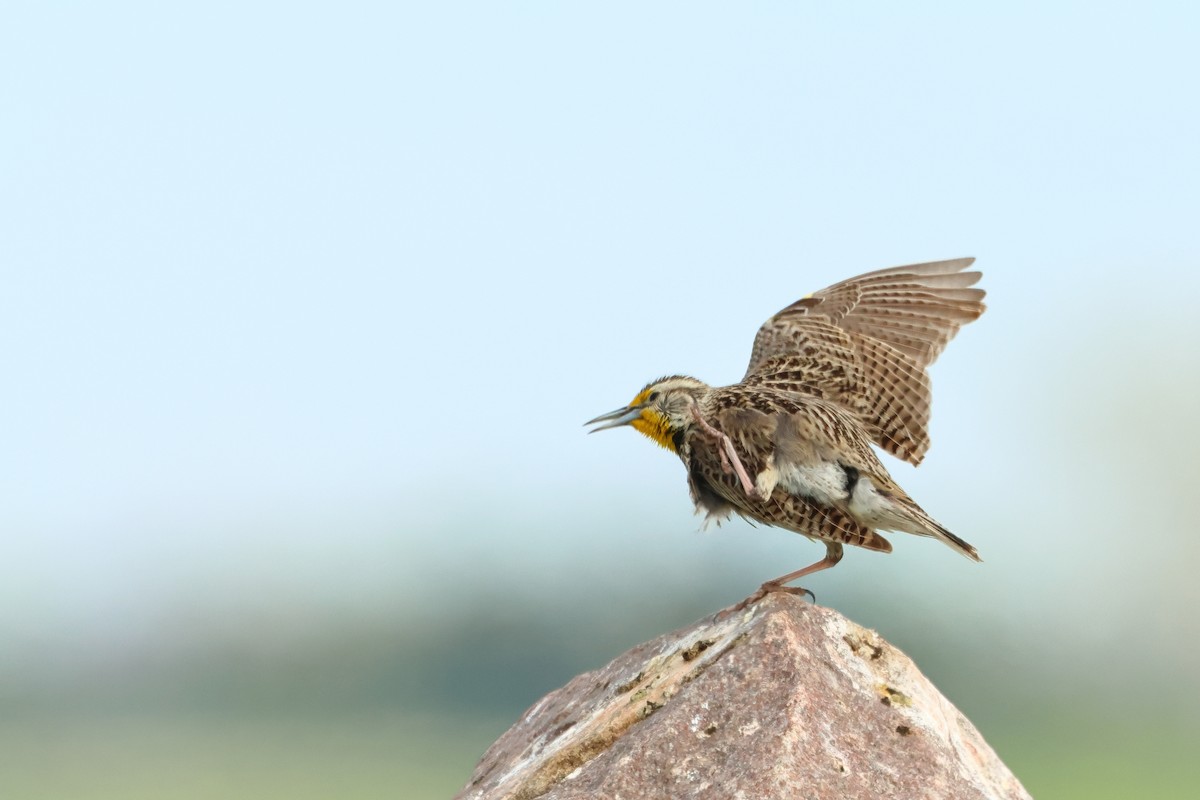 Western Meadowlark - ML620740976