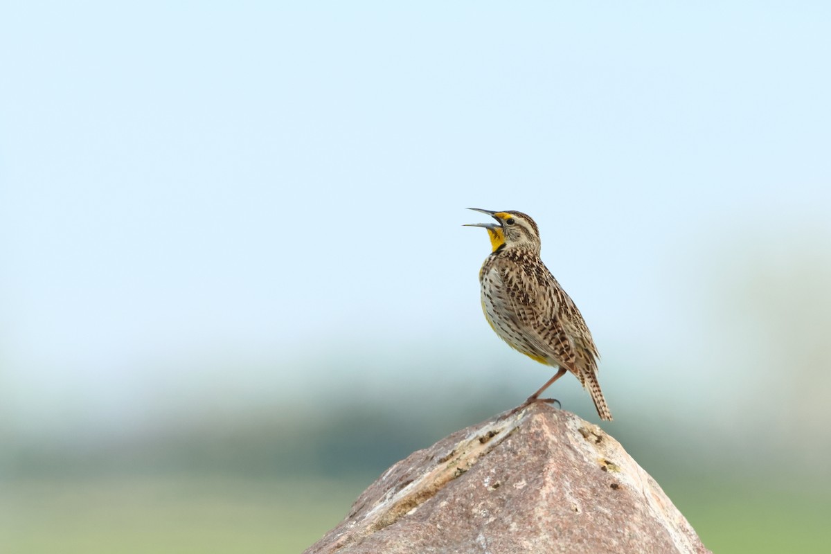 Western Meadowlark - ML620740977