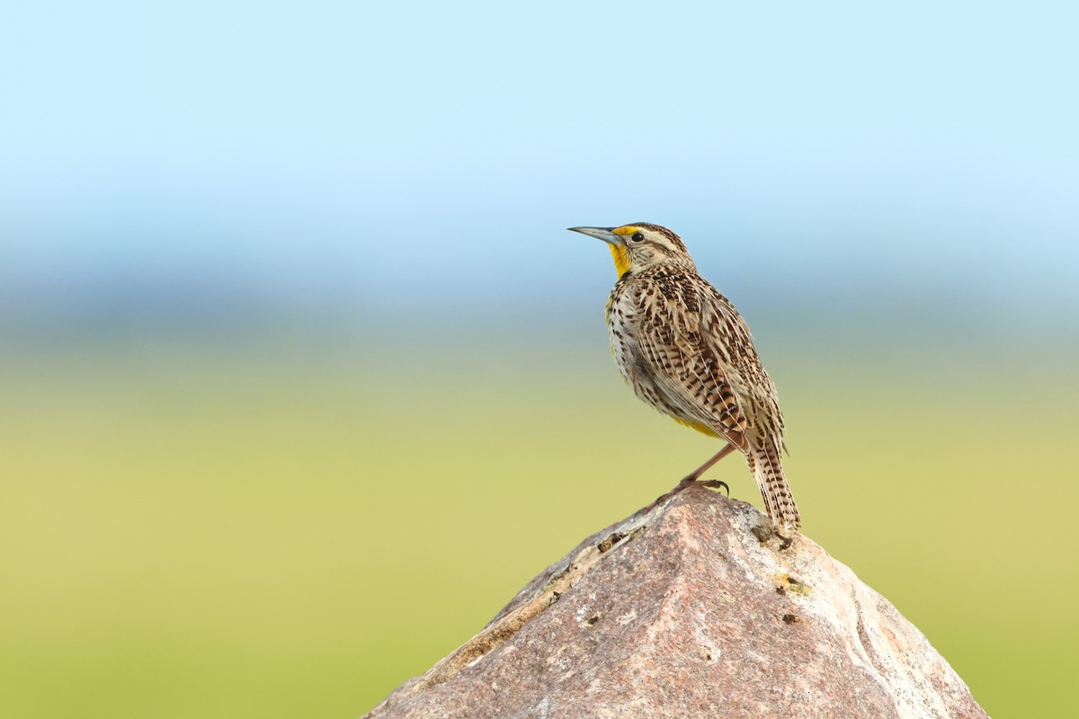 Western Meadowlark - ML620740978