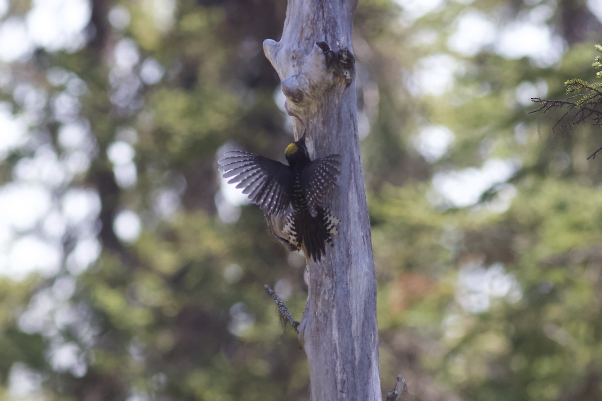 American Three-toed Woodpecker - ML620740979