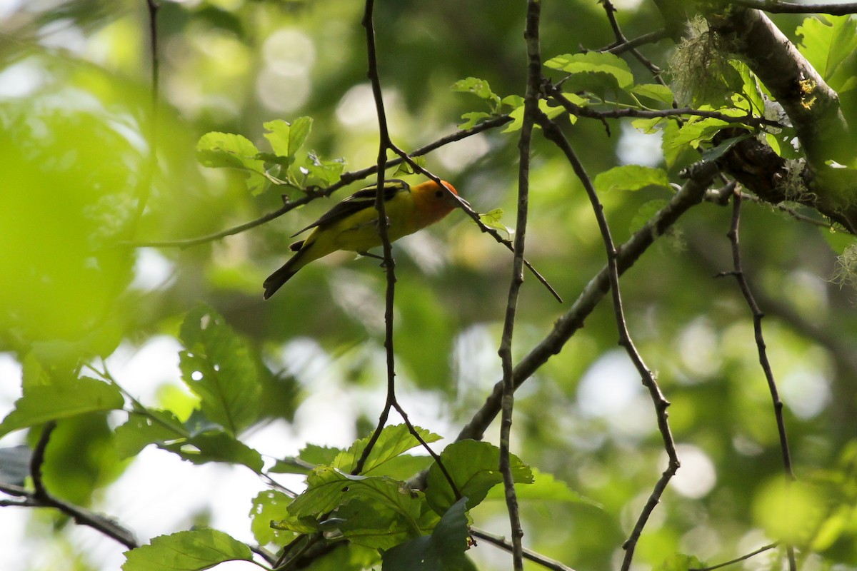 Western Tanager - ML620740981