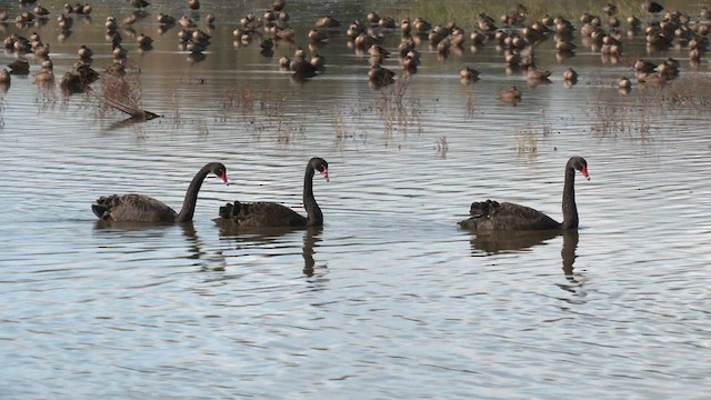 Cisne Negro - ML620740988