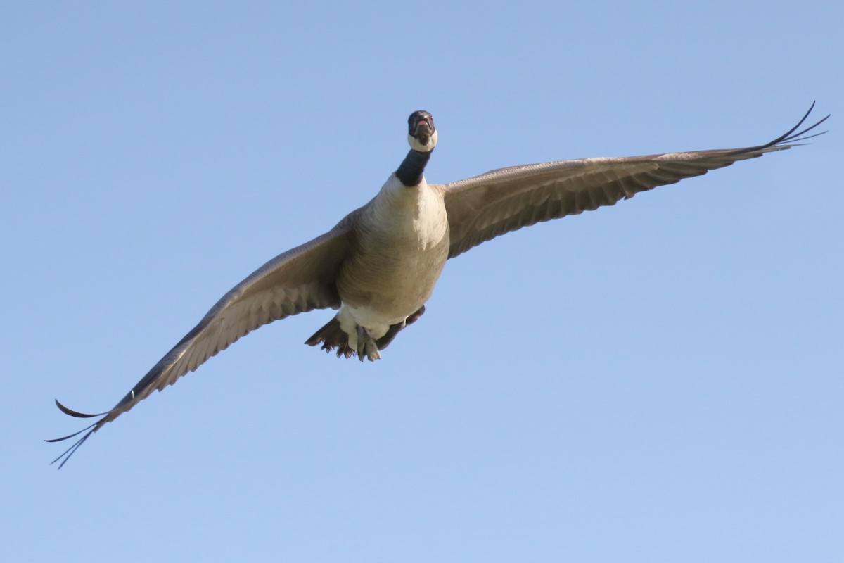 Canada Goose - Paul Anderson