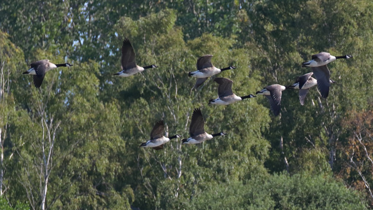 Canada Goose - Paul Anderson