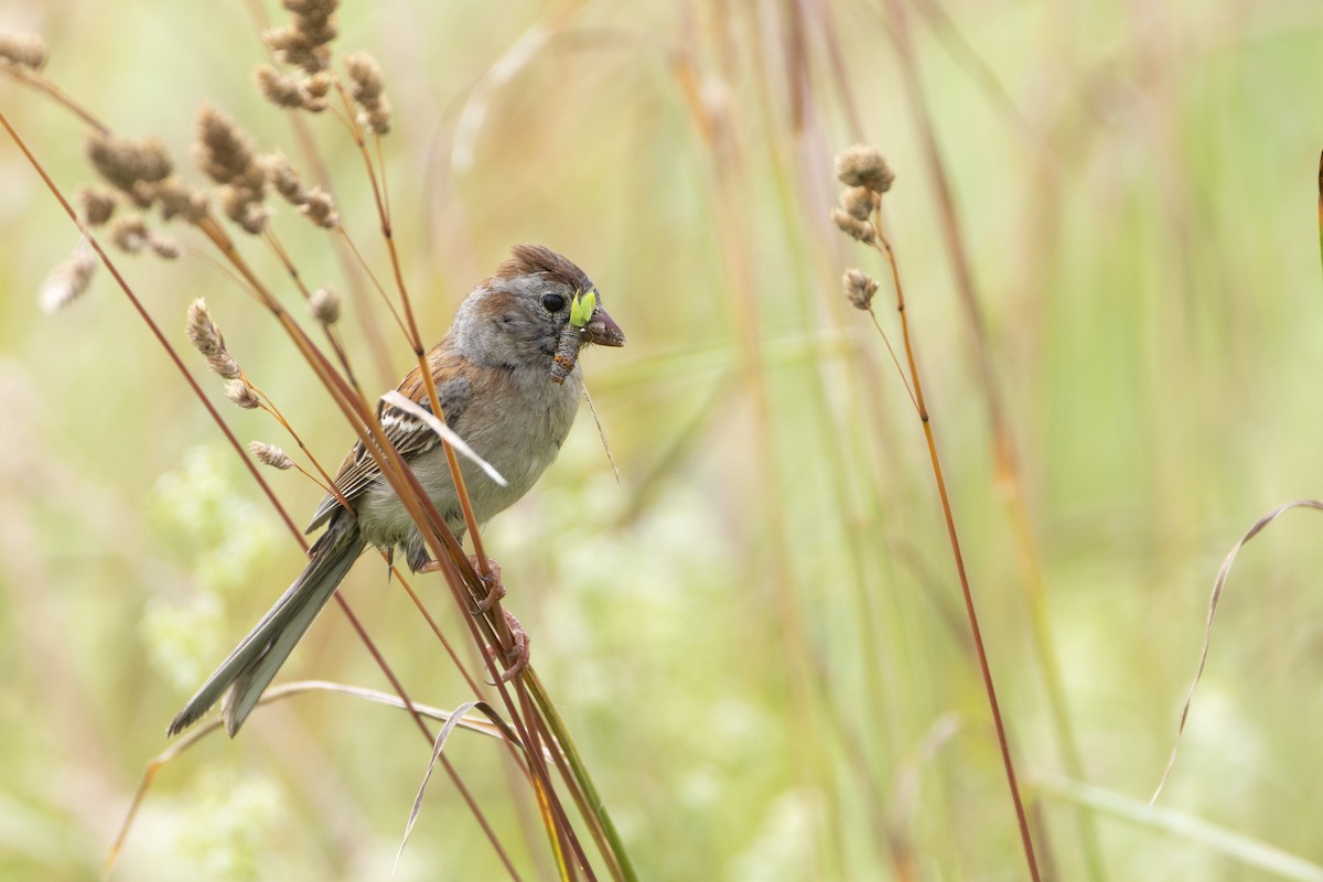 Field Sparrow - ML620741007