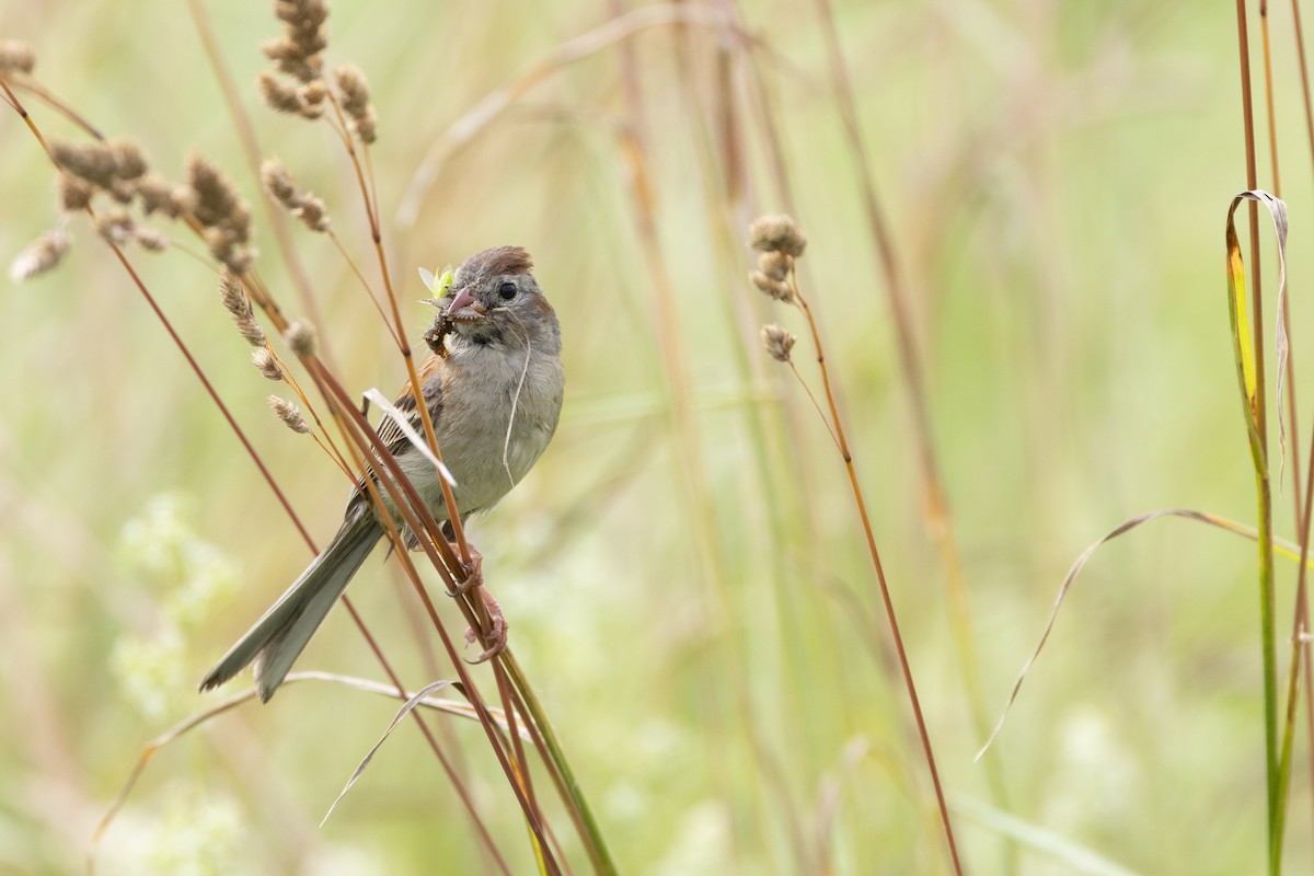 Field Sparrow - ML620741008
