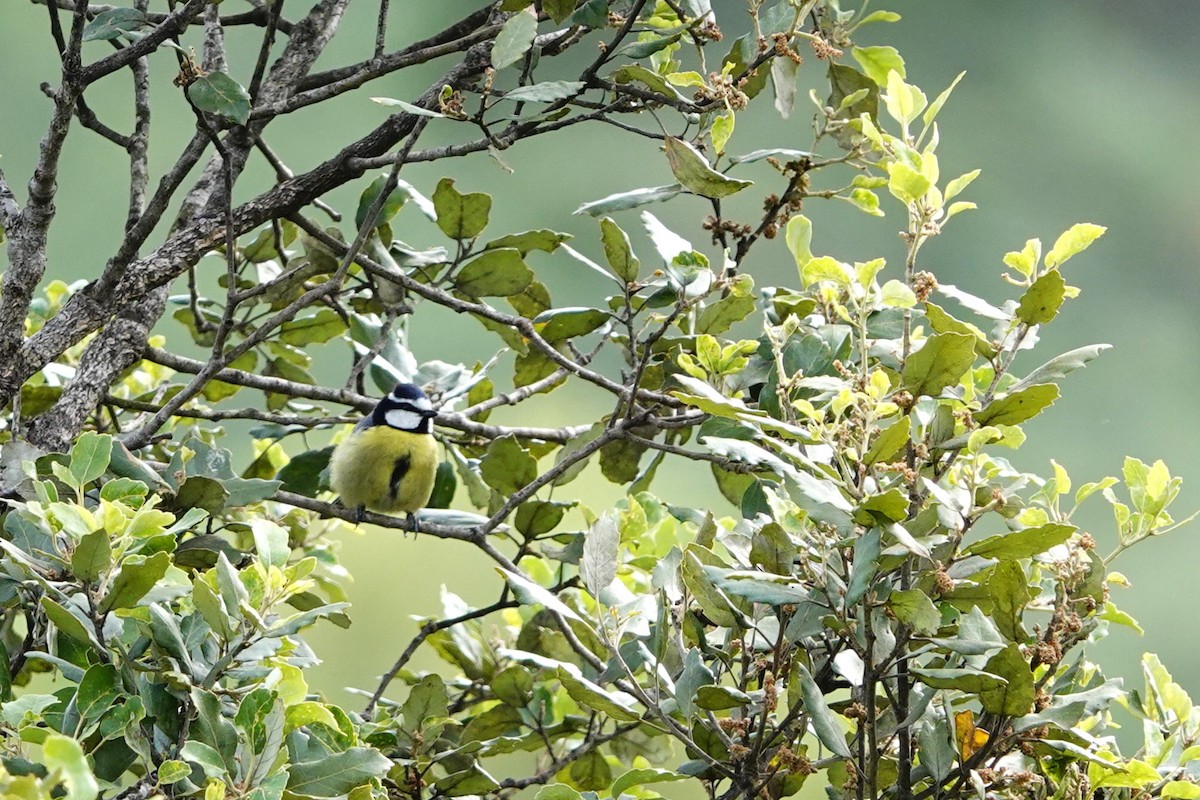 African Blue Tit - ML620741009