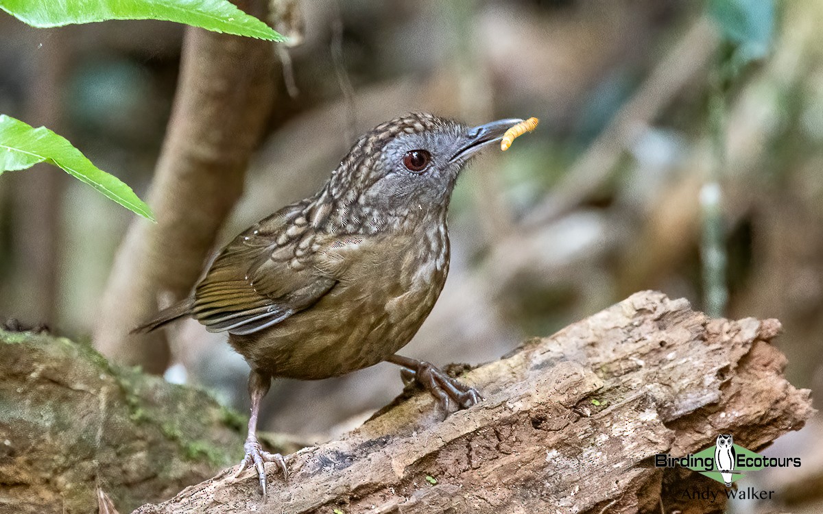 Streaked Wren-Babbler - ML620741011