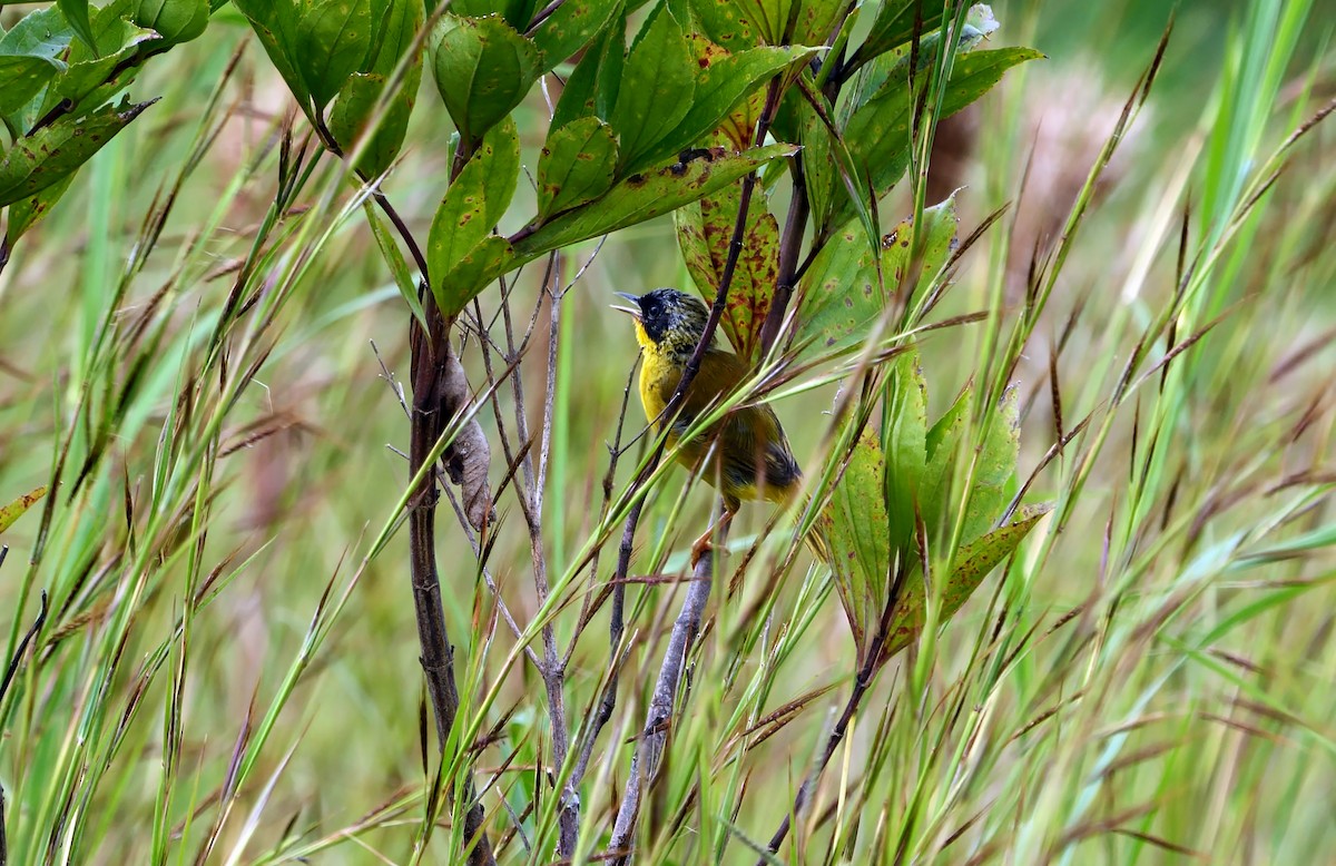 Olive-crowned Yellowthroat (Chiriqui) - ML620741015