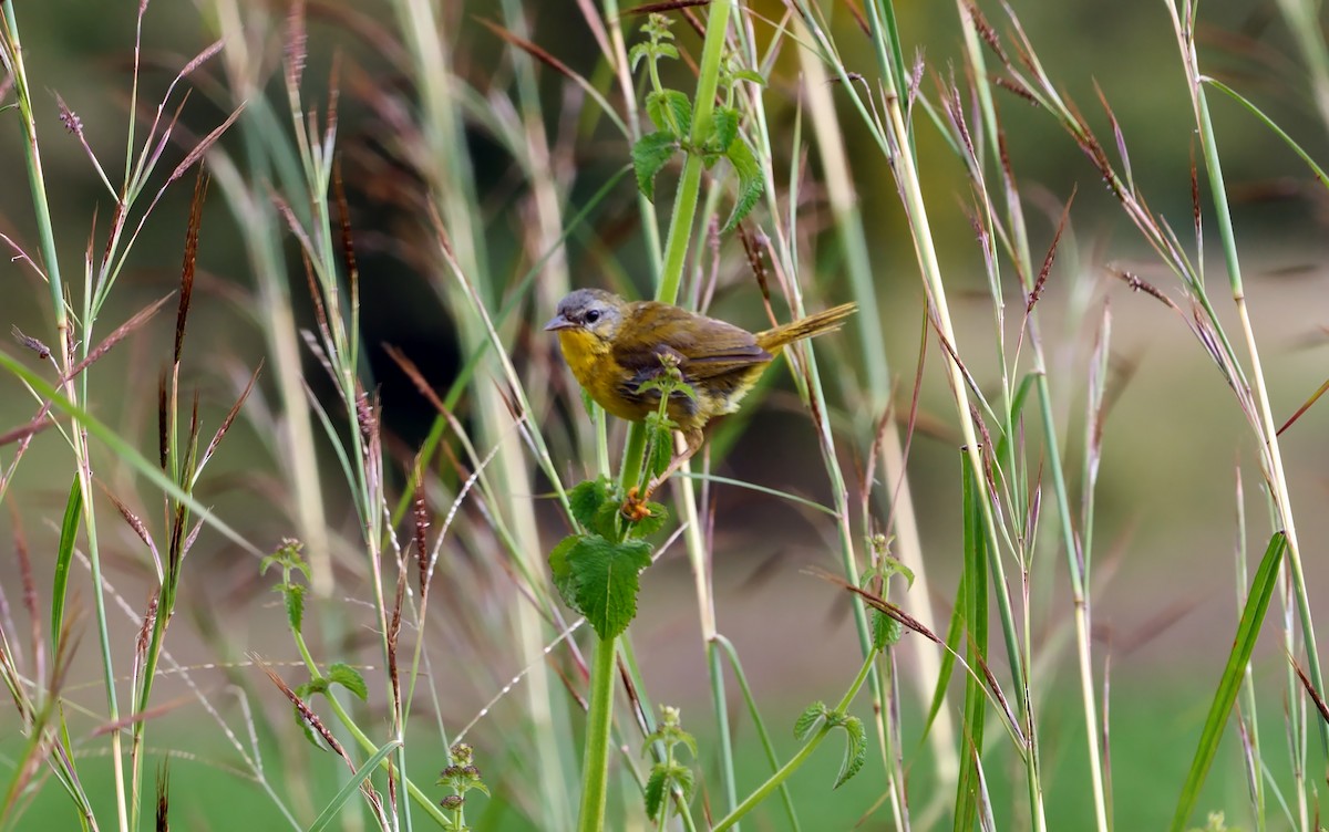 Olive-crowned Yellowthroat (Chiriqui) - ML620741016