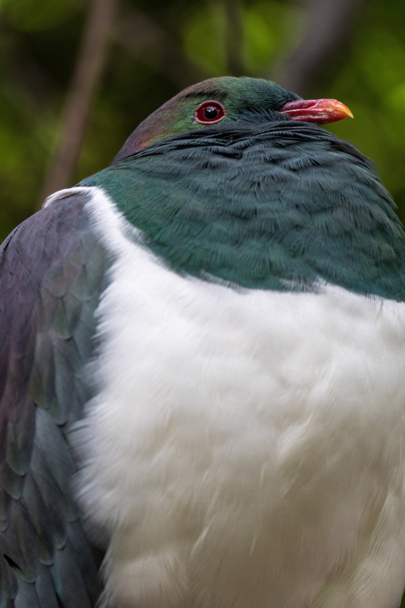 New Zealand Pigeon - ML620741017