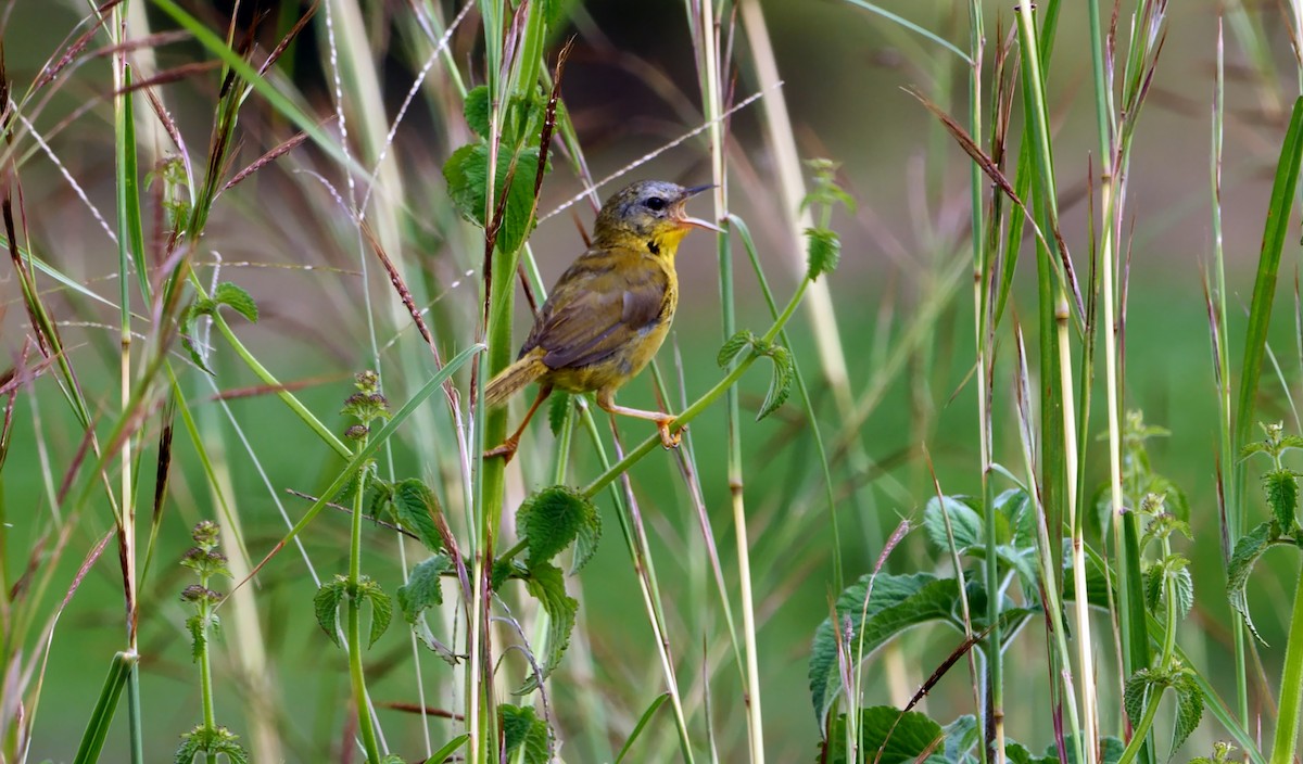 Olive-crowned Yellowthroat (Chiriqui) - ML620741018