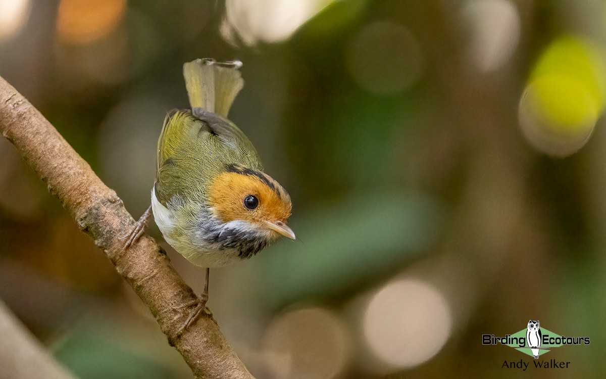 Rufous-faced Warbler - ML620741019